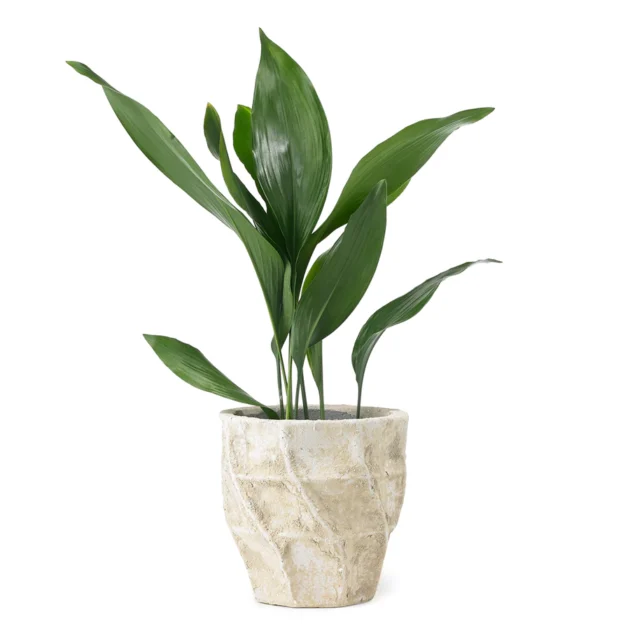 5'' Palmero Pot