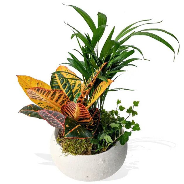 5.25'' Caribe Pot